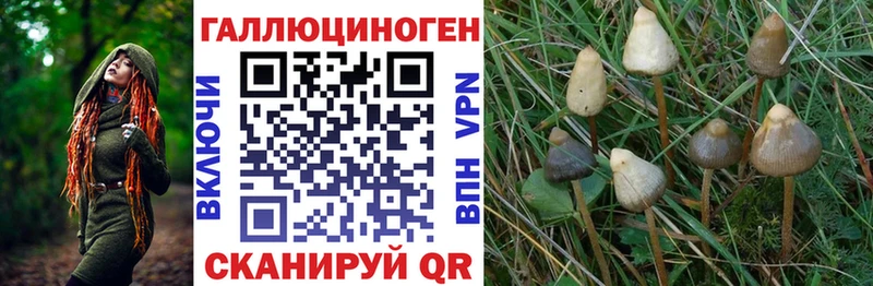 Галлюциногенные грибы Psilocybe  Чаплыгин 